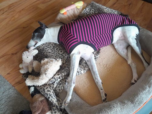 houndtees