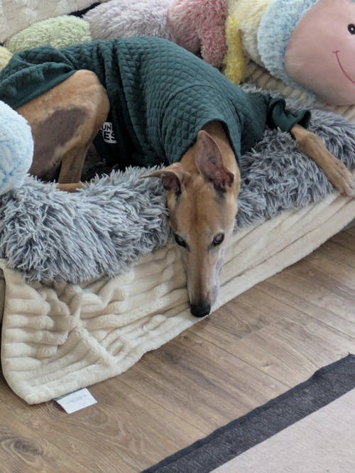 Emerald Greyhound Quilted Sweater