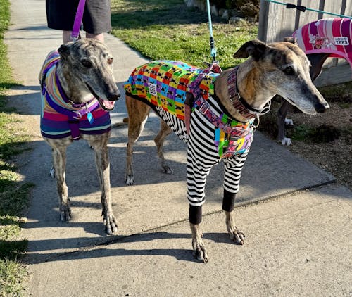 Semaphore Greyhound Long Sleeve Hound-Tee