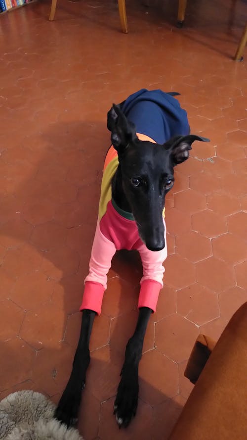 Frankie Jester Whippet Sweater
