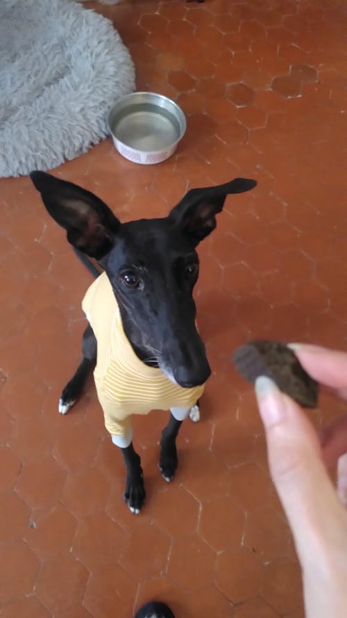 Giraffe Whippet Long Sleeve Tweater