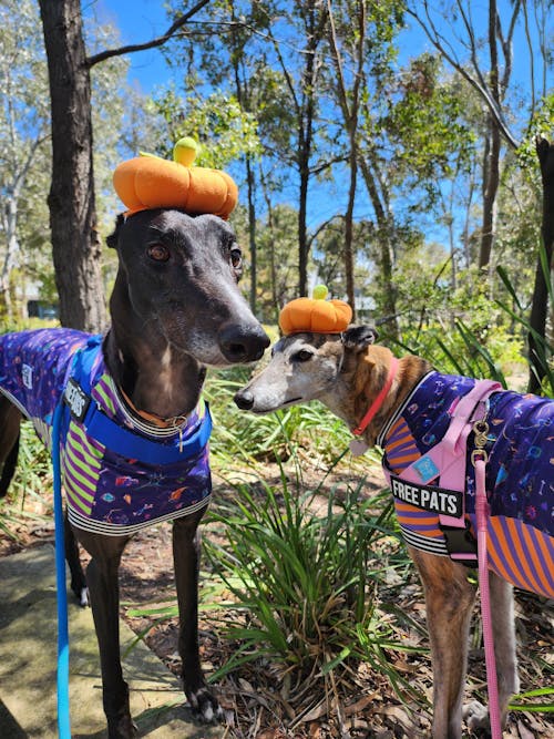 Snooty Spells Greyhound Sleeveless Hound-Tee