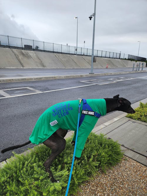 Lounge Lizard Greyhound Long Sleeve Base Layer