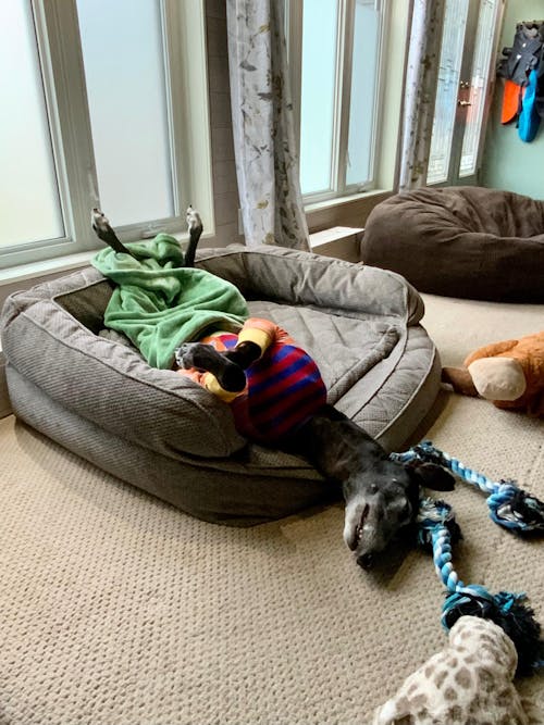 Tutti Fruitti Frankie Greyhound Long Sleeve Hound-Tee