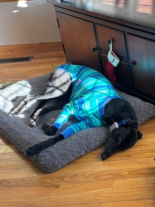 Dolly's Tee Teal Greyhound Long Sleeve Hound-Tee