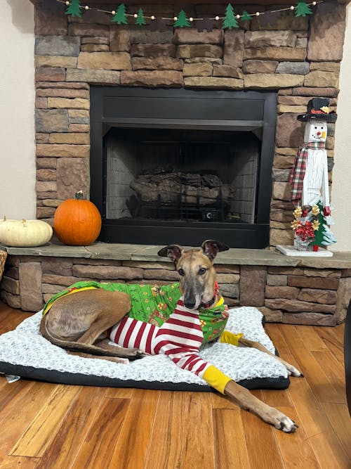 Snootmas Express Greyhound Long Sleeve Hound-Tee