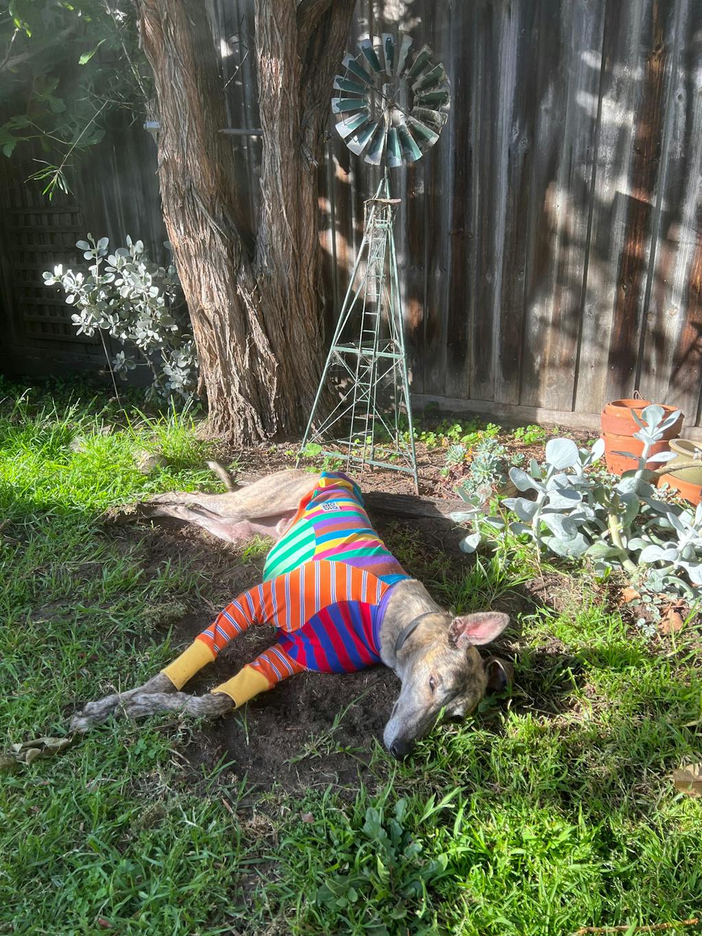 Tutti Fruitti Frankie Greyhound Long Sleeve Hound-Tee