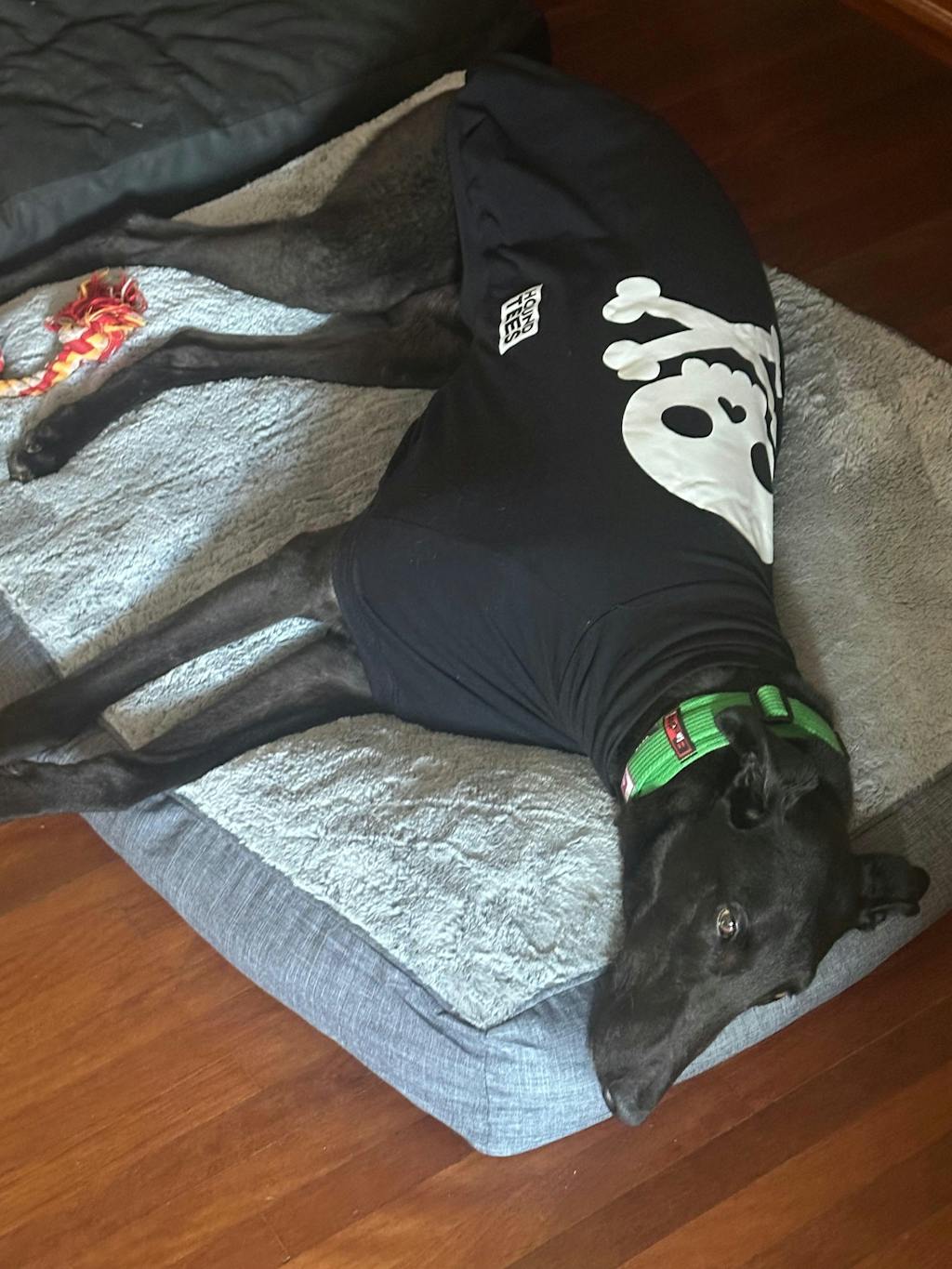 Skullywag Greyhound Hound-Tee