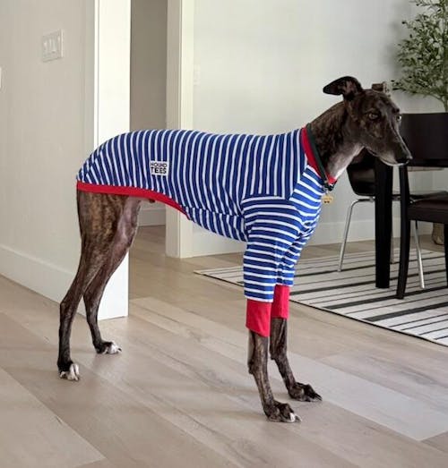 Blue Breton Greyhound Long Sleeve Hound-Tee