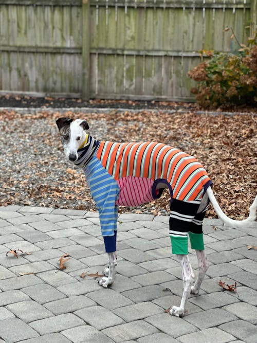 Friends Of the Hound Greyhound Snood