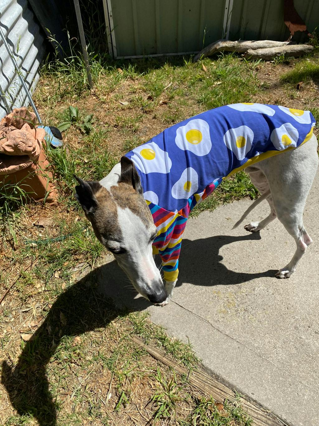 Whippet Mystery Pack