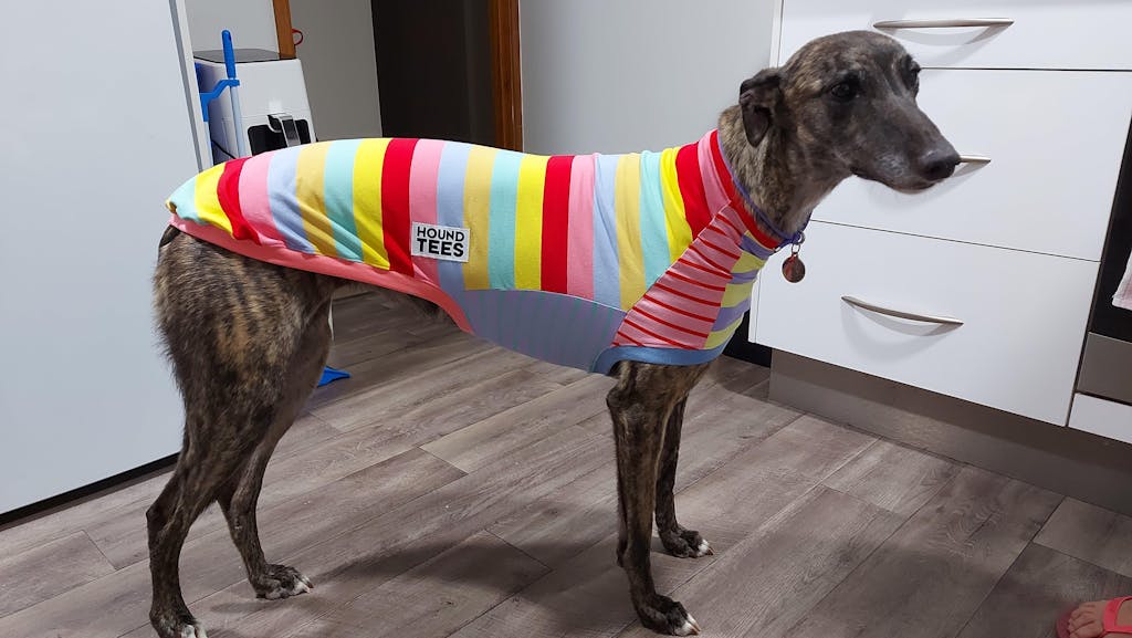 Sweet Soda Frankie Greyhound Sleeveless Hound-Tee