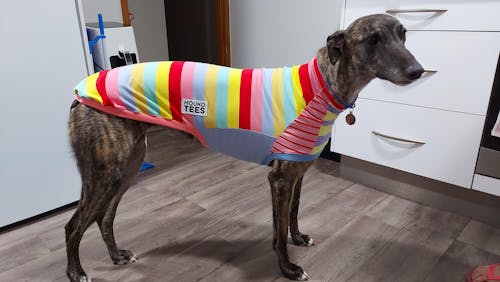 Sweet Soda Frankie Greyhound Sleeveless Hound-Tee