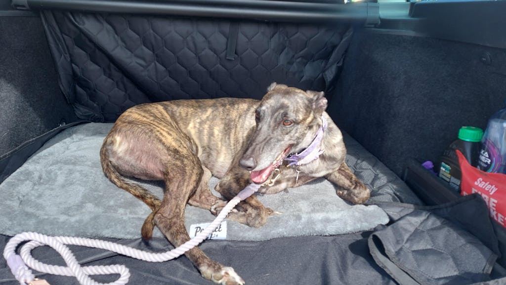 Made By Harriet "Look How Fast" Shiny Sticker