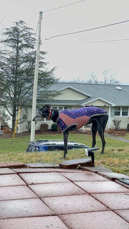 Tri-Paw Alteration Add-On