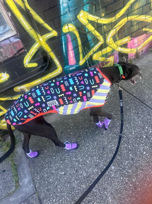 Doodle Noodle Greyhound Sleeveless Hound-Tee