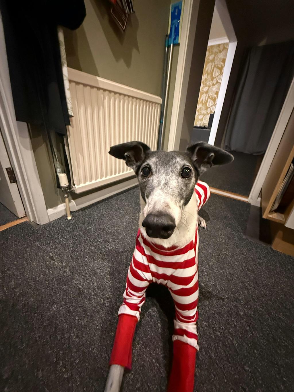 Wally Greyhound Long Sleeve Hound-Tee