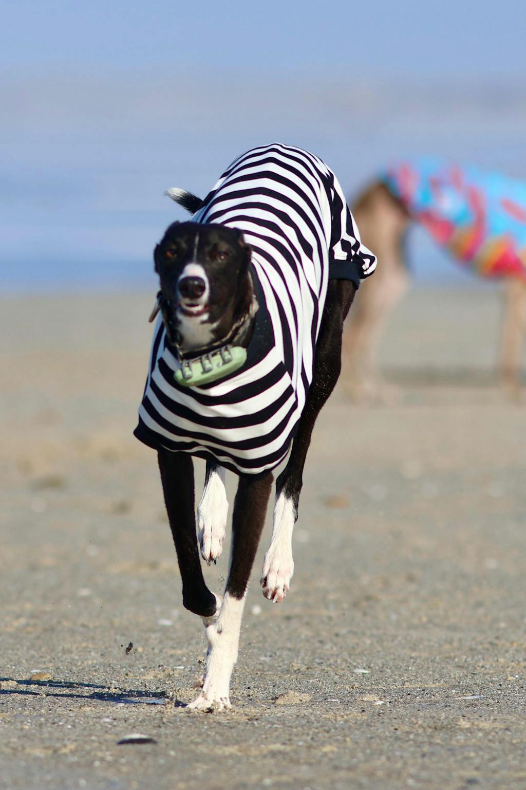 Jailbreak Greyhound Sleeveless Hound-Tee