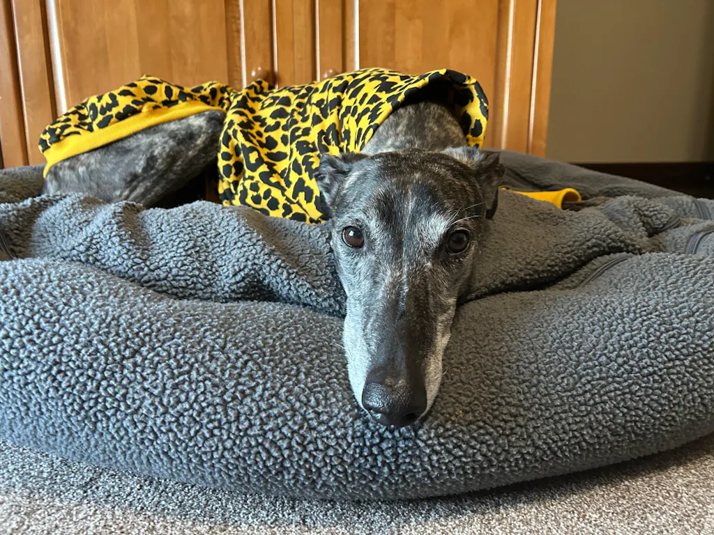 Pineapple Roar Greyhound Sweater