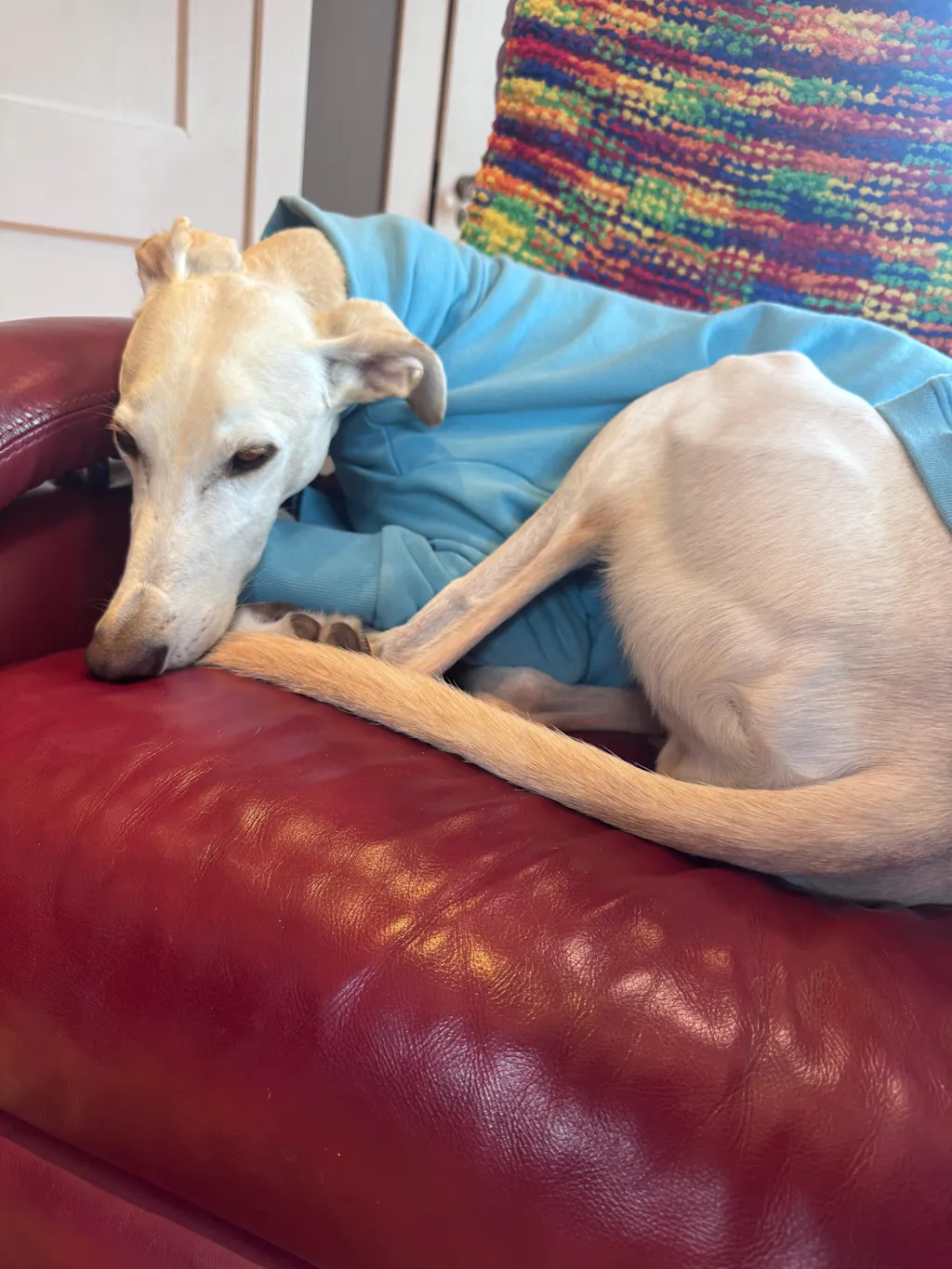 The Big Blue Greyhound Sweater