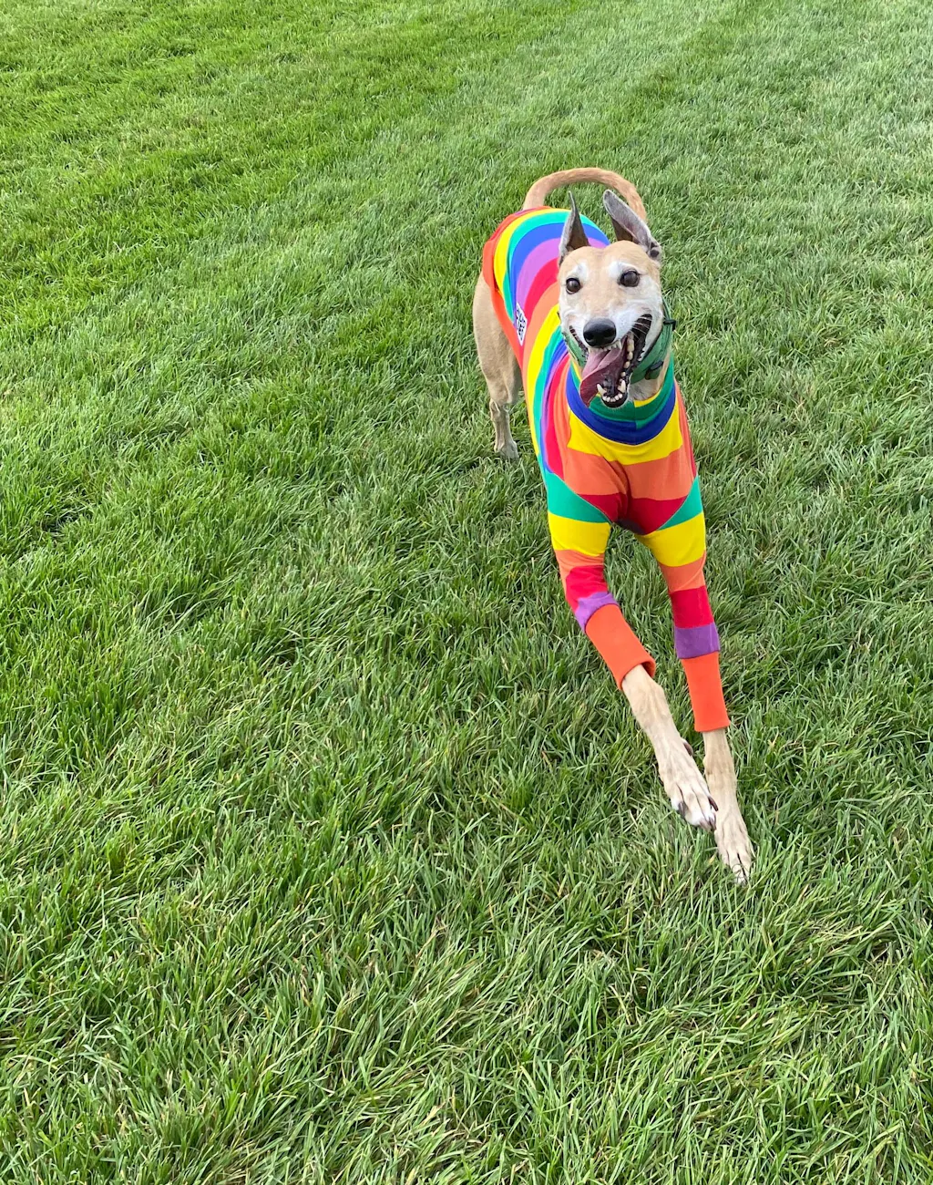 Jellybeans Greyhound Long Sleeve Tweater