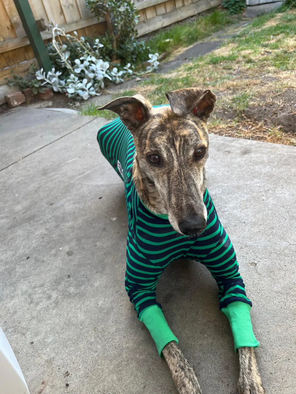 Kermit Greyhound Long Sleeve Hound-Tee