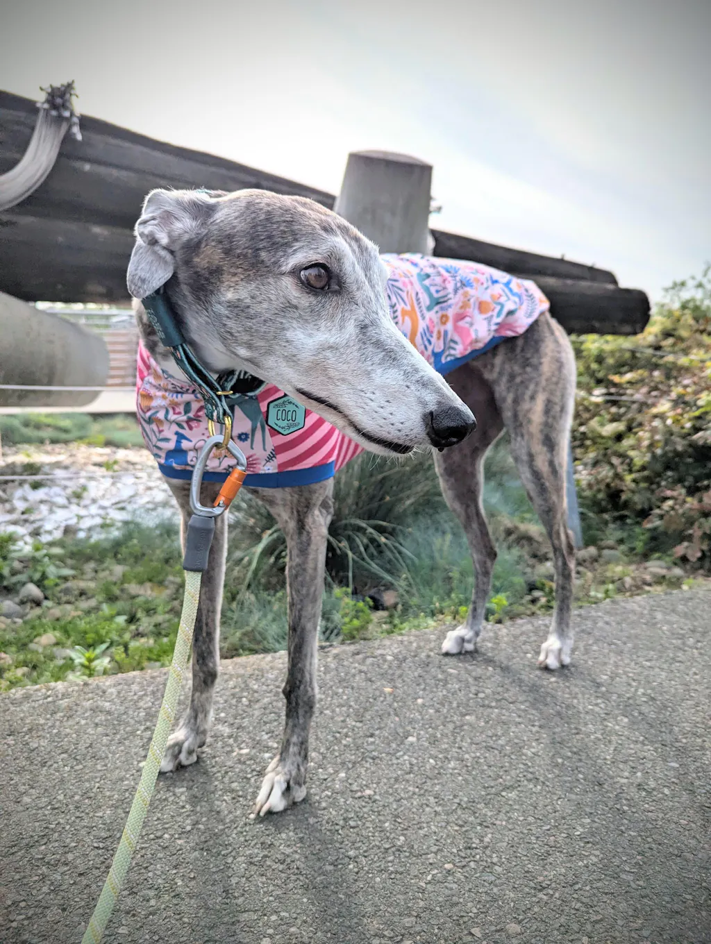 houndtees
