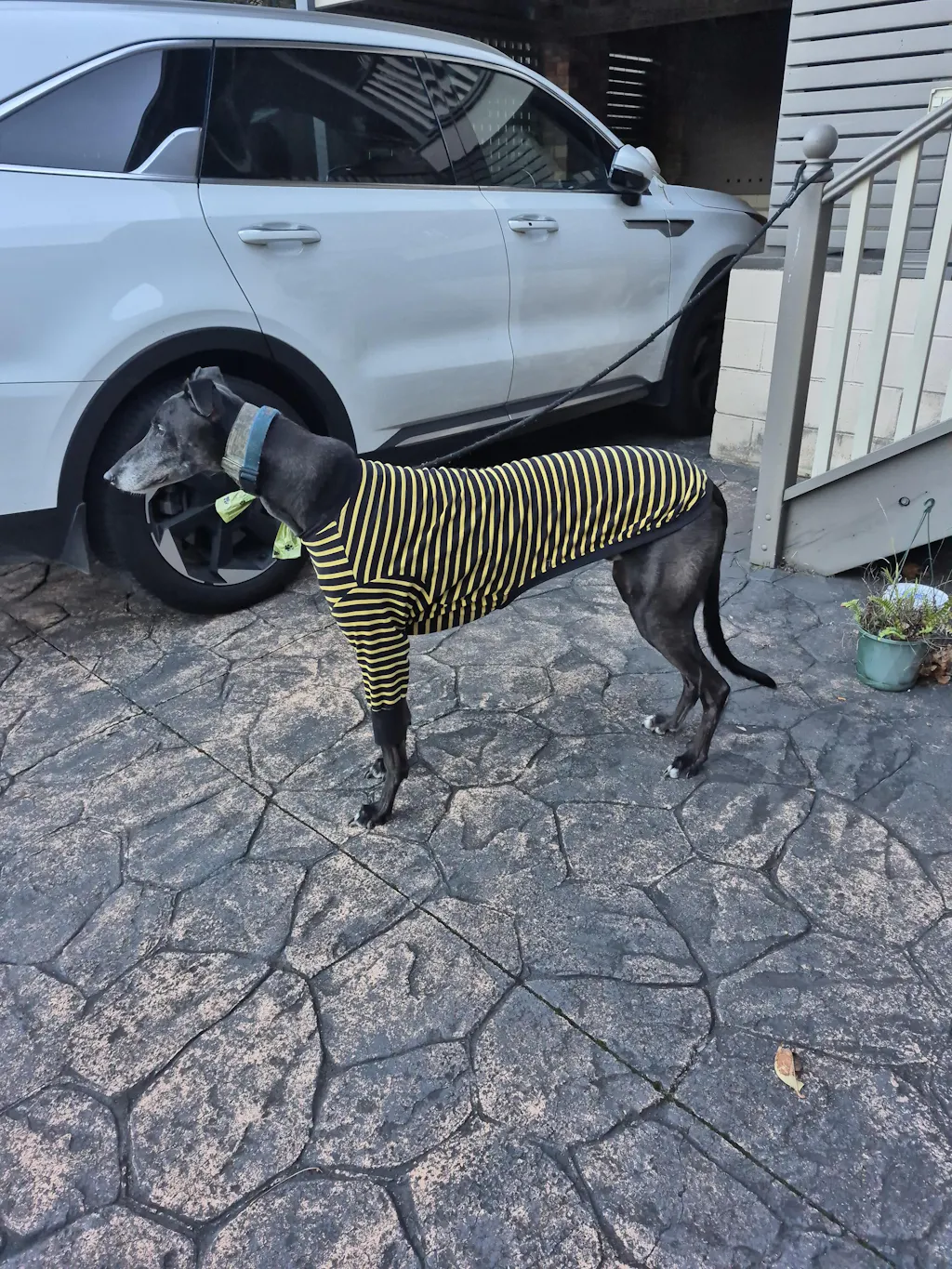 houndtees