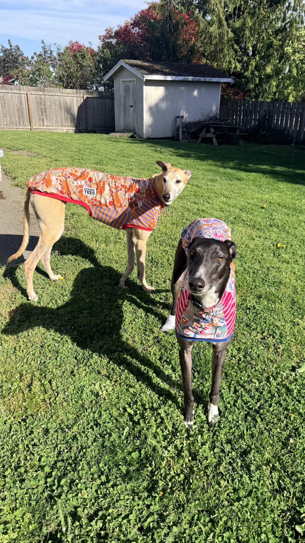 houndtees