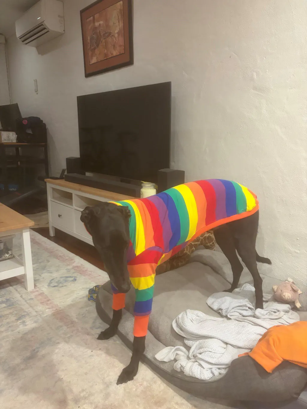 Jellybeans Greyhound Long Sleeve Tweater