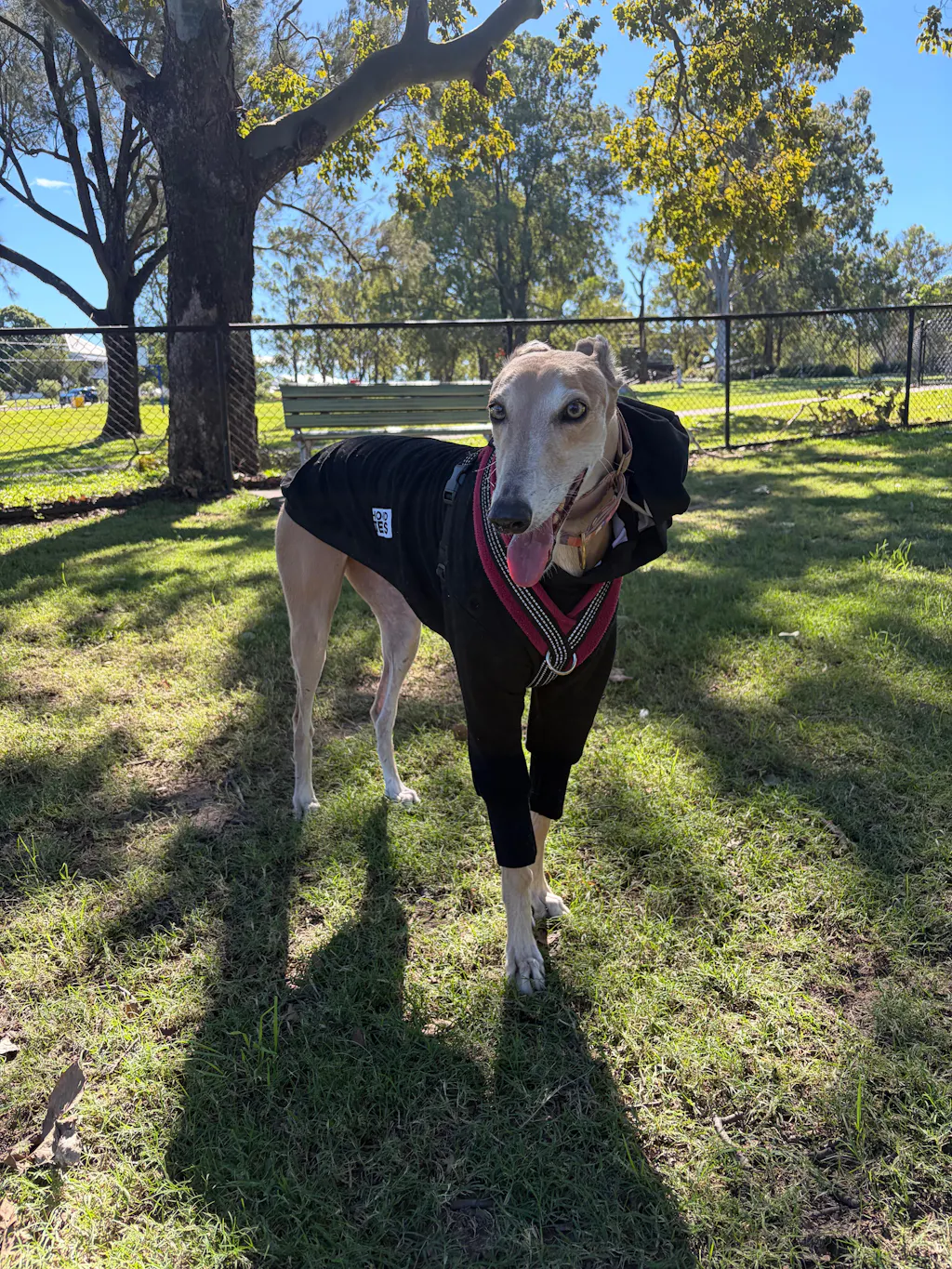 The Melbourne Greyhound Hoodee