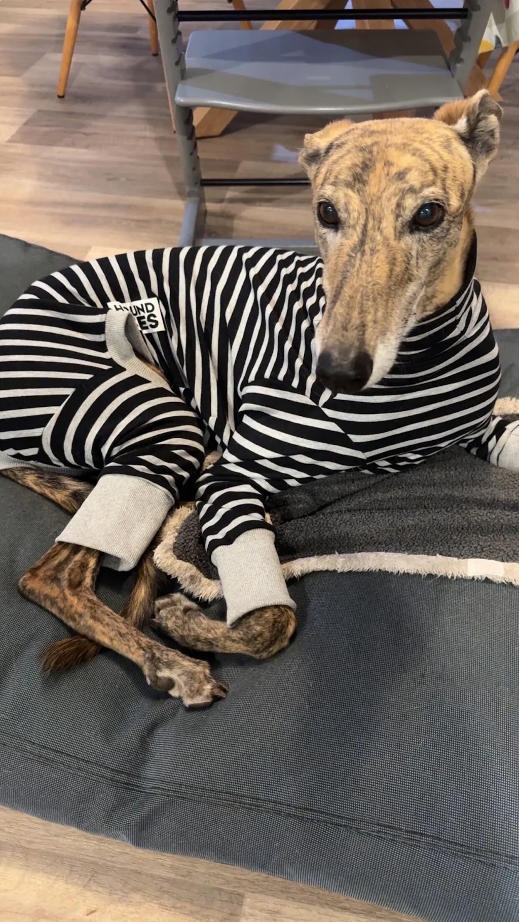 Rebel Greyhound Long Johns