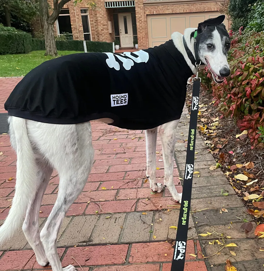Skullywag Greyhound Hound-Tee