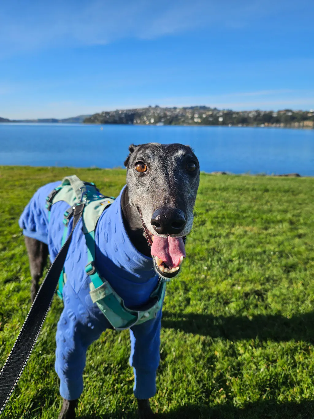 Pop Tart Greyhound Quilted Sweater