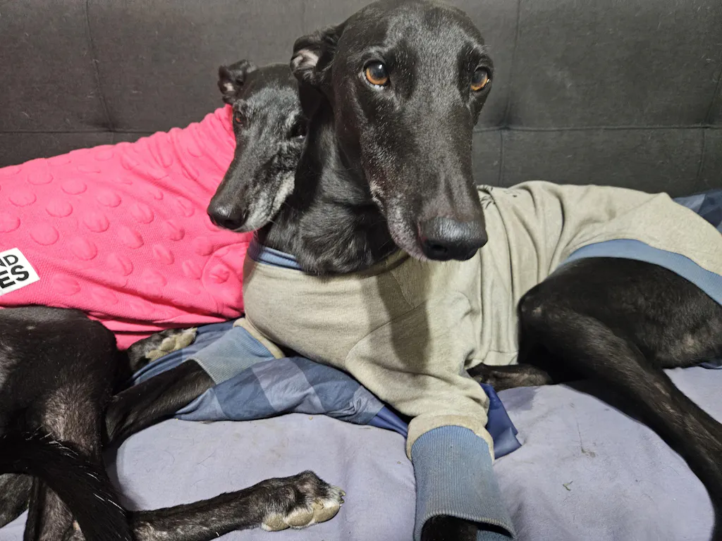 Lollypop Greyhound Quilted Sweater