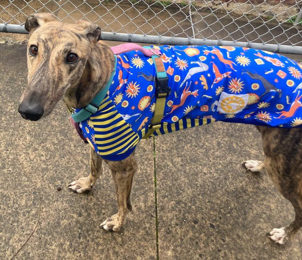 Galgos Del Sol Greyhound Sleeveless Hound-Tee