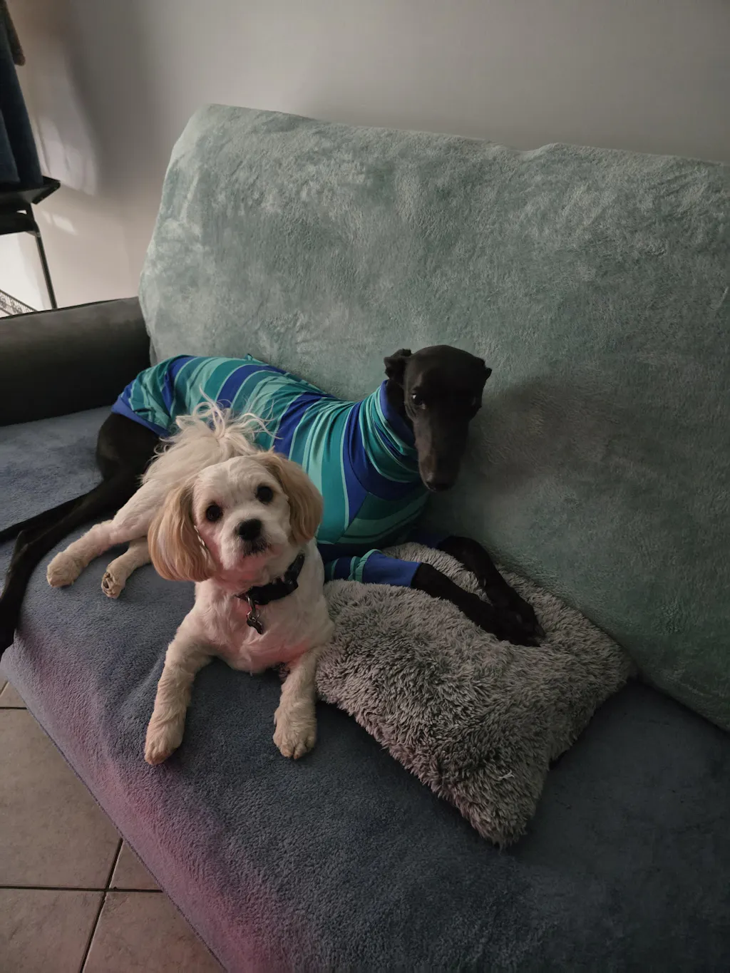 houndtees
