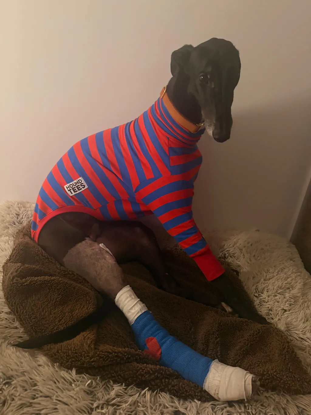 The Fairground Greyhound Long Sleeve Tweater