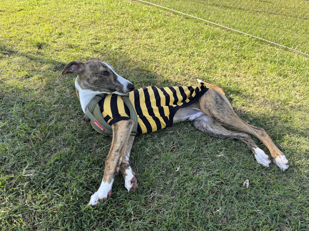 houndtees