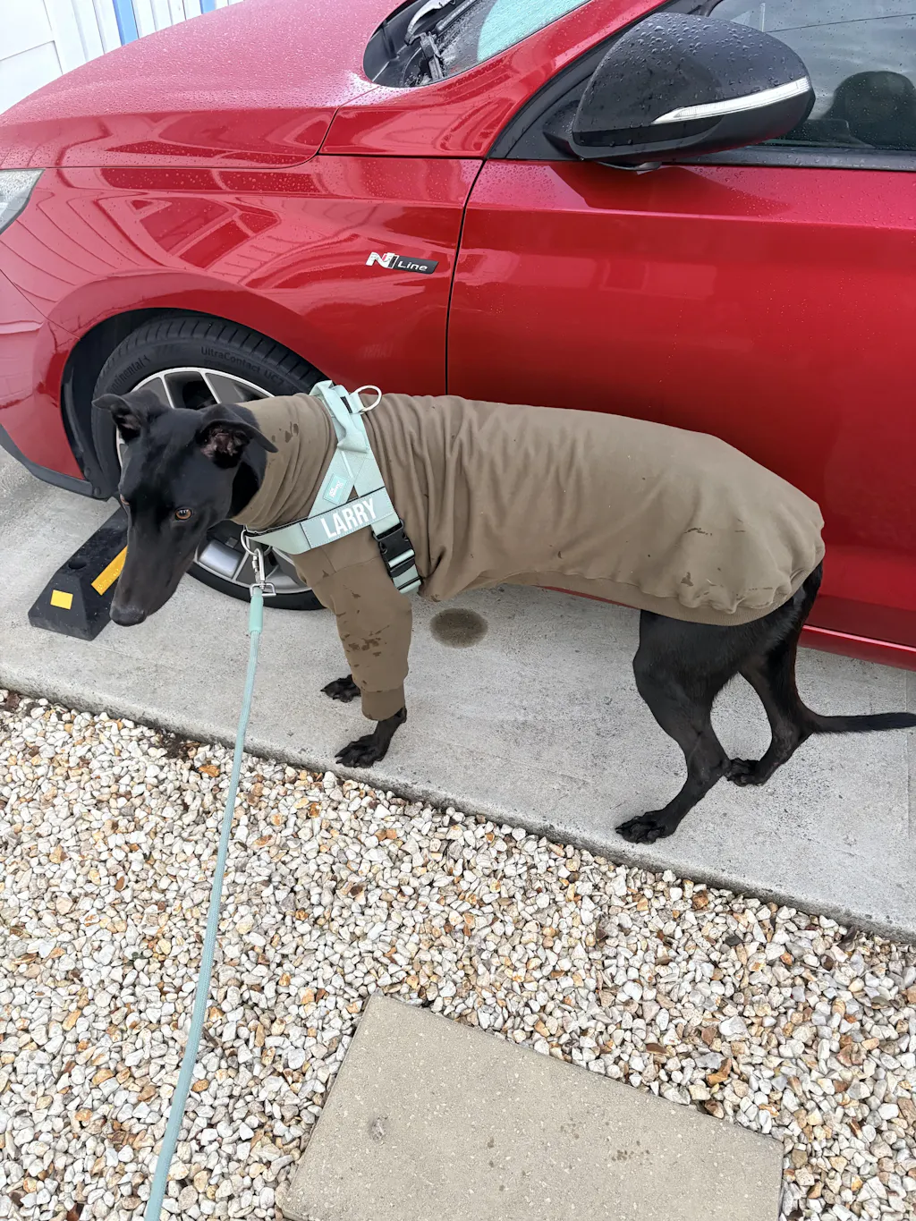 The Greyt Outdoors Greyhound Sweater
