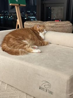 EarthPaw Pet Sofa