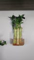 Lotus Lucky Bamboo Arrangements