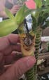 Lotus Lucky Bamboo 16” Stalks