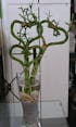 Live Lucky Bamboo 10” Heart Shape Bamboo Plant