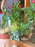 Lucky Bamboo Tower 3 Tier Arrangement