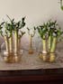Lotus Lucky Bamboo Arrangements