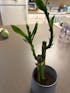 Lucky Bamboo Arrangements 3 Stem 4”4”6”