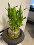 Live Lucky Bamboo Two Tier Tower