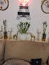 Live Lucky Bamboo 12” Plants