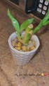 4” Live Lucky Bamboo Plant in White Ceramic Vase